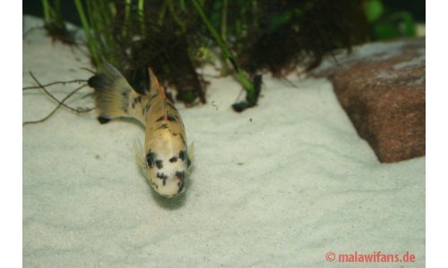 Labeotropheus trewavasae Thumbi west